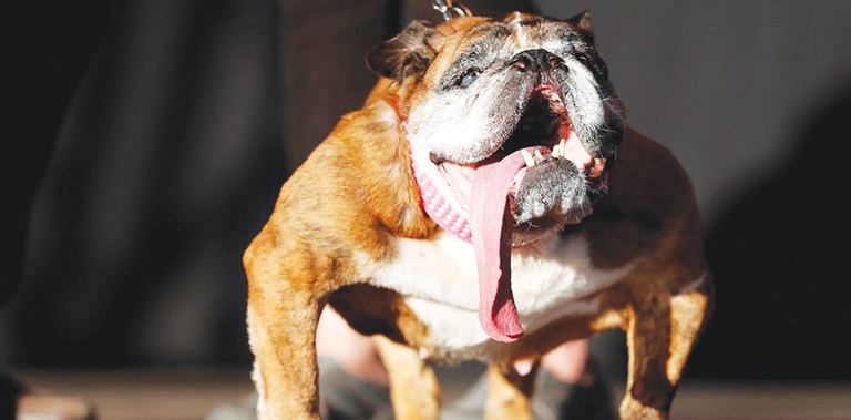¡Concurso Mundial del Perro más Feo!