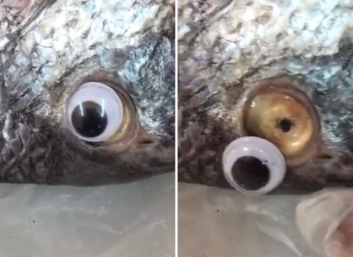 Venden pescado con ‘lentes de contacto’ para ocultar su mal estado y atraer clientes