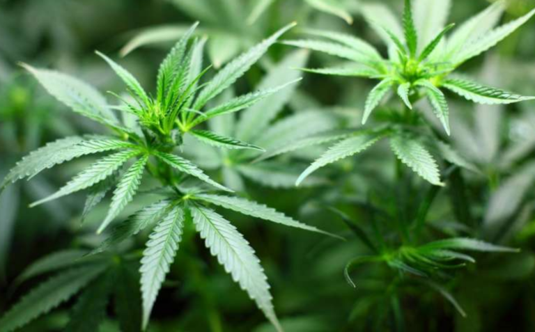 SHERIFF: Más reuniones públicas sobre cannabis