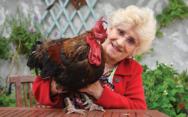 ¡Insólito! Demandan a un gallo