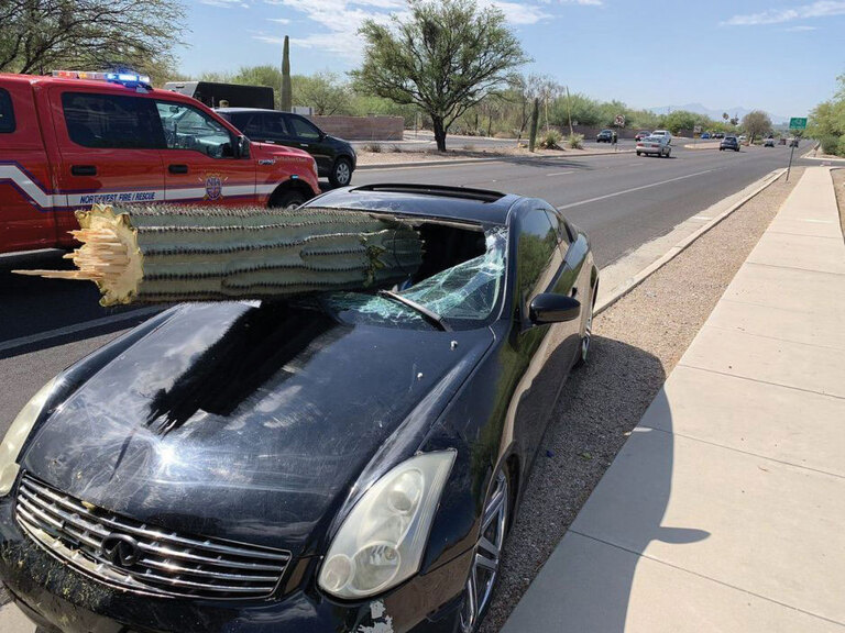 ¡Un cactus saguaro le perfora el parabrisas y escapa ileso!