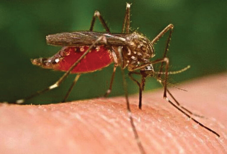¡Peligroso Virus!  Aquí Primer caso del virus del Nilo Occidental en Nuevo México