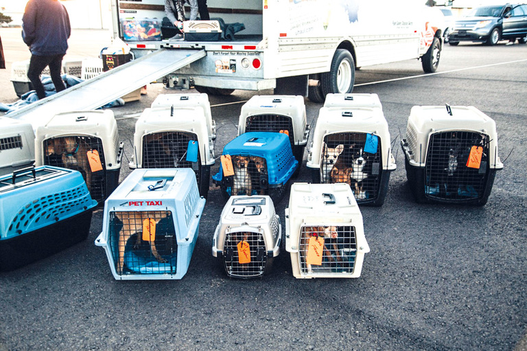 73 PERROS VUELAN A SUS NUEVOS HOGARES