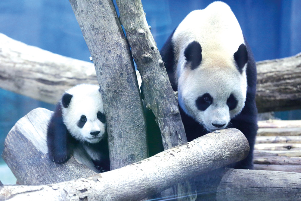 Nace Panda gigante en Taiwan Pesa 60 veces más en seis meses