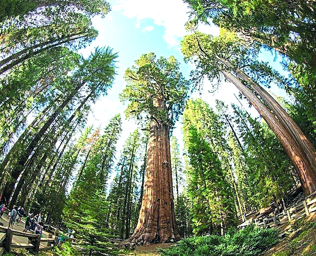 Árboles gigantes de miles de años en California