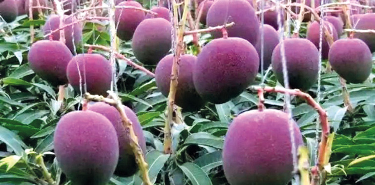 Mangos más caros del mundo Mangos más caros del mundo