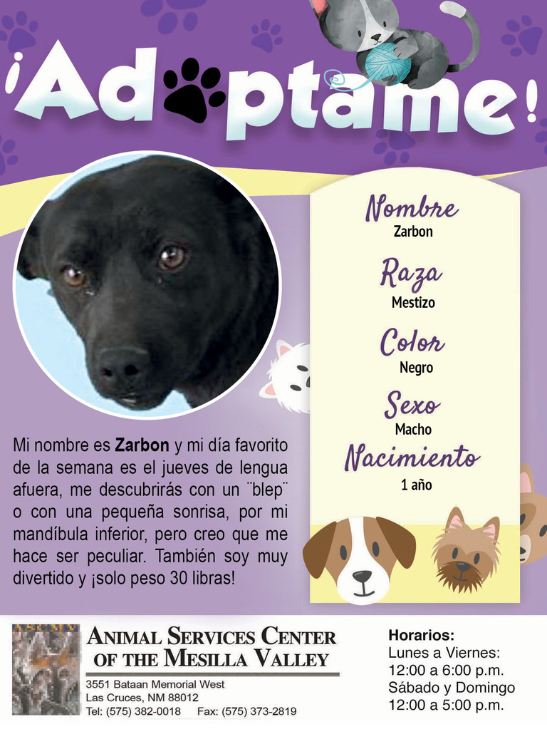 Mascota