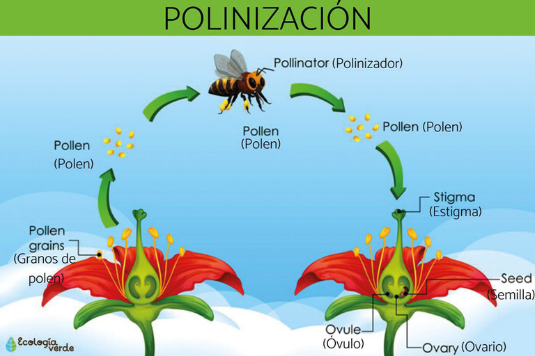 Abejas en peligro de extinción