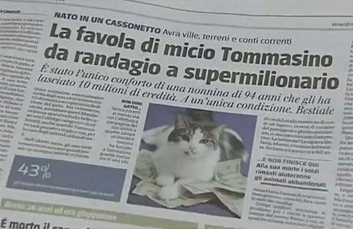 Tomassino, el gato italiano que heredó 13 millones de dólares