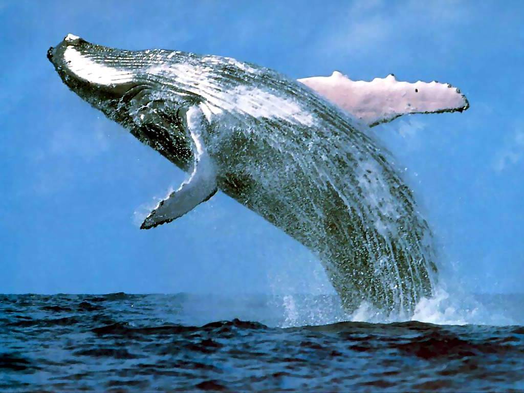 ¡INSÓLITO! Las crías de ballenas crecen 8 libras por hora