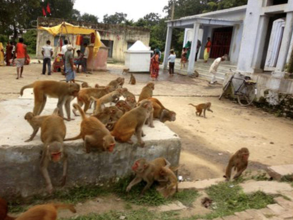 ¡Insólito! Monos carteristas entrenados para atacar a turistas