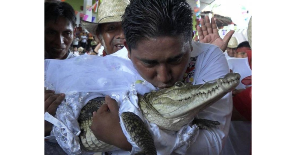 ¡INSÓLITO!  Alcalde de Oaxaca se casa con caimán