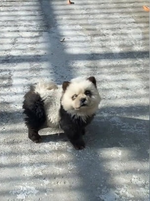 ¡INSÓLITO! ¡Estafa en un zoo de China! Hacen pasar perros por osos panda