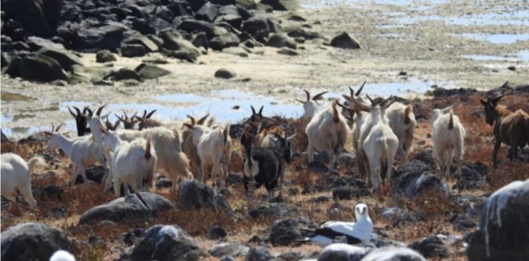 INSÓLITO! Cabras sobreviven tres siglos sin agua 