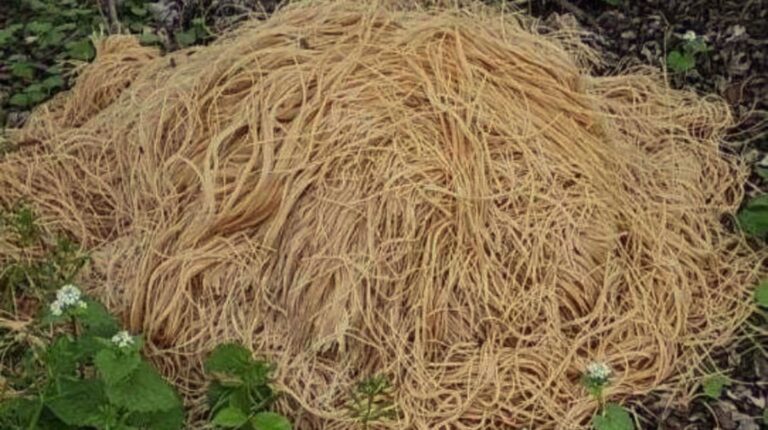 ¡Insólito! Gigantesca montaña de miles de fideos crudos al borde de un río ¡Insólito! Gigantesca montaña de miles de fideos crudos al borde de un río