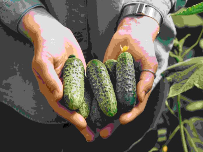 Cucucmbers in female hands, outdoors