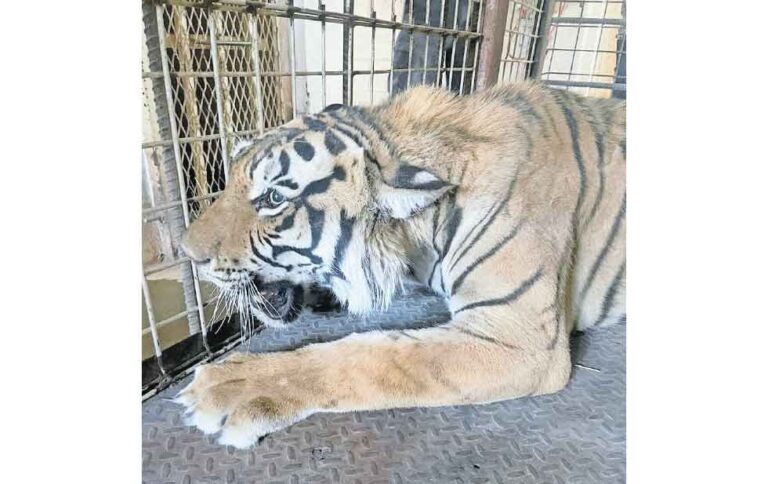 Aseguran tigre en taller mecánico de Ciudad Juárez 