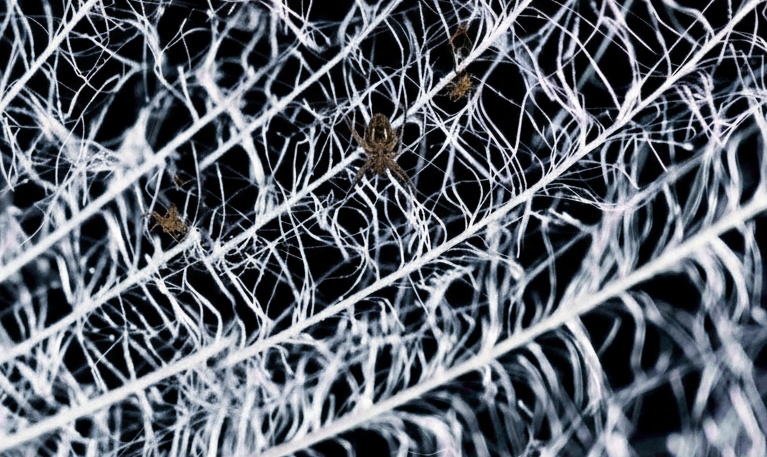 ¡INSÓLITO! Ciudad de arañas en cueva. Son más de 100,000 