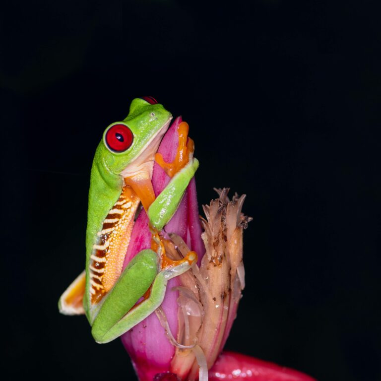 ¡insólito! Cosas curiosas de las ranas 